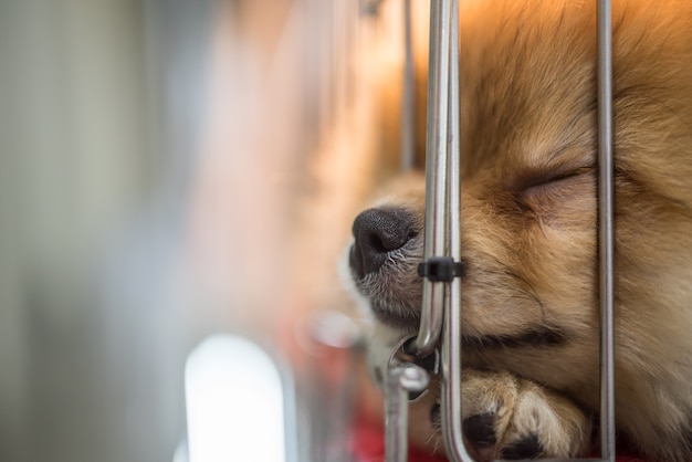 Puppy pomeranian breed in cage dog with sadness