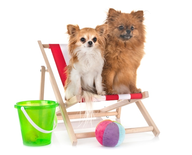 Puppy pomeranian and chihuahua in the beach, summer holidays concept