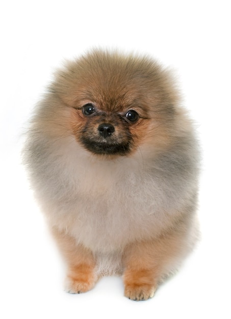 Puppy pomeranian hond