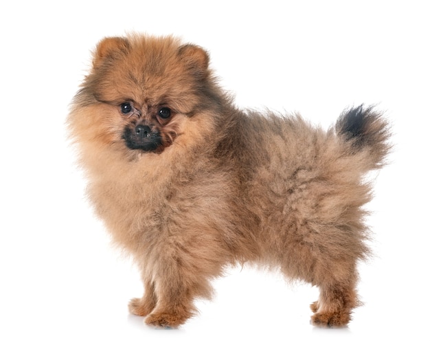 Puppy pomeranian in de studio