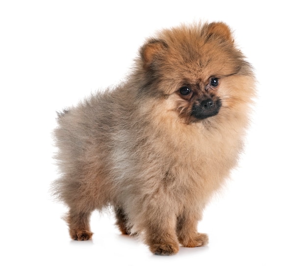 Puppy pomeranian in de studio