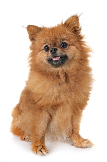 puppy pomeranian in de studio