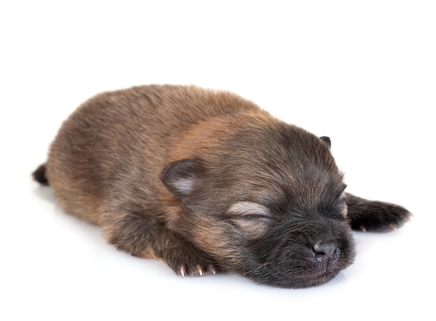 puppy pomeranian in de studio