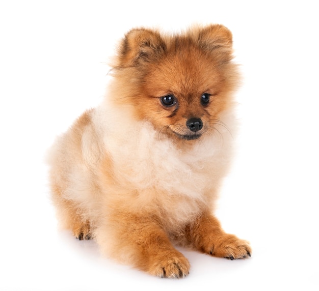 puppy pomeranian in de studio