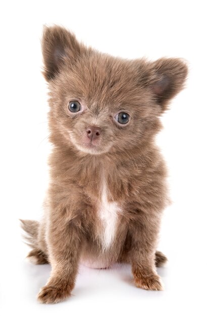 Puppy pomeranian in studio