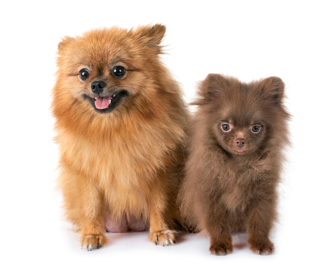 puppy pomeranian and mother