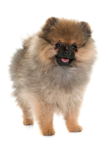 Cucciolo di spitz pomeranian