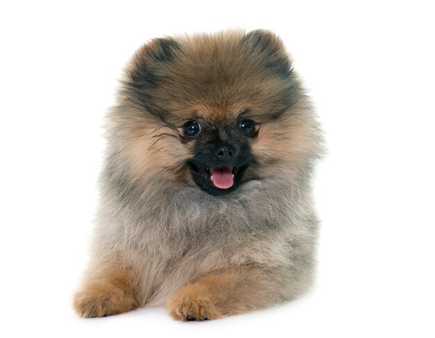 puppy pomeranian spitz