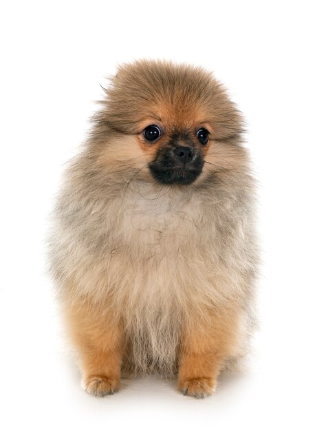 puppy pomeranian in studio