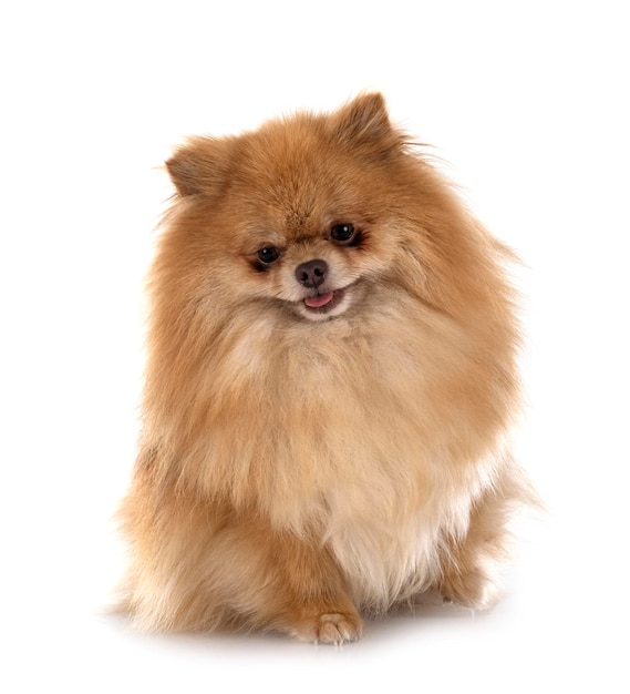 Puppy pomeranian in studio