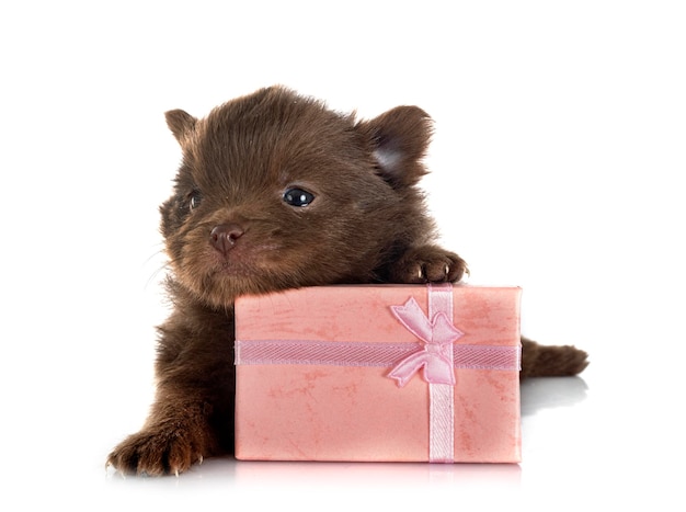 Puppy pomeranian in studio