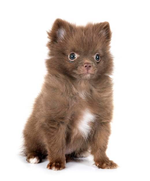 puppy pomeranian in studio