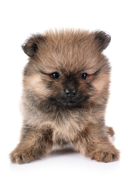 puppy pomeranian in studio