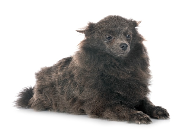 Puppy pomeranian on white wall