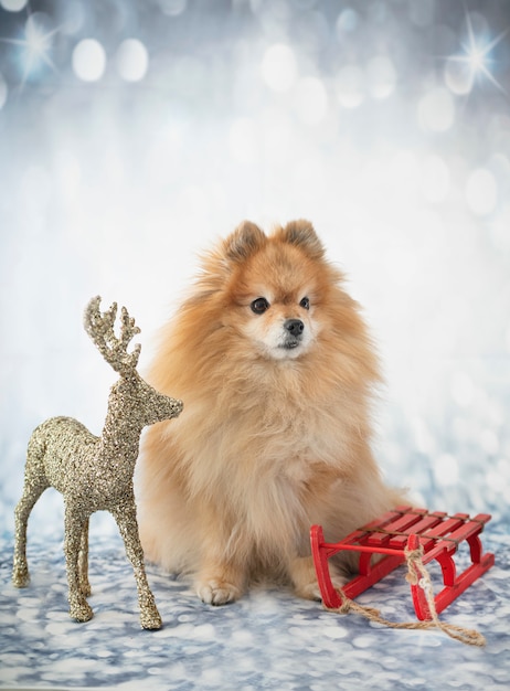 Puppy pomeranian on white