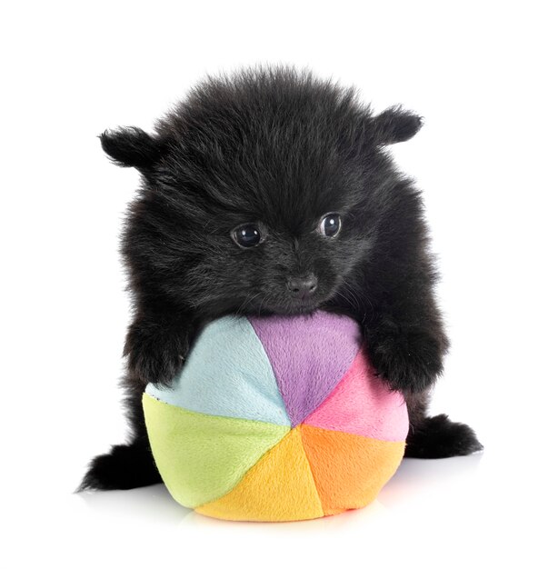 Puppy pomeranian 