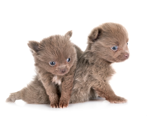 Puppy pomeranians in studio