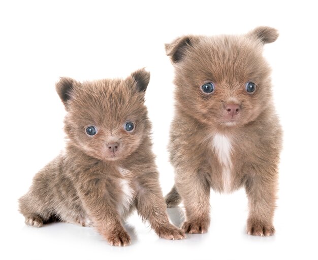 Puppy pomeranians in studio