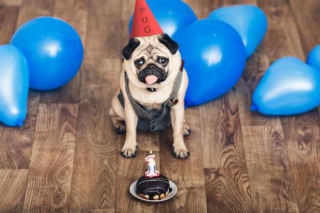 Puppy pug on birthday with a hat, blue balls and a cake.