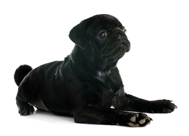 Photo puppy pug