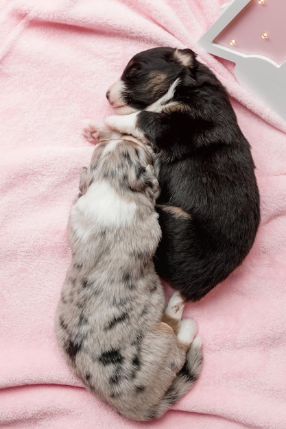 A puppy and a puppy are sleeping on a pink blanket.