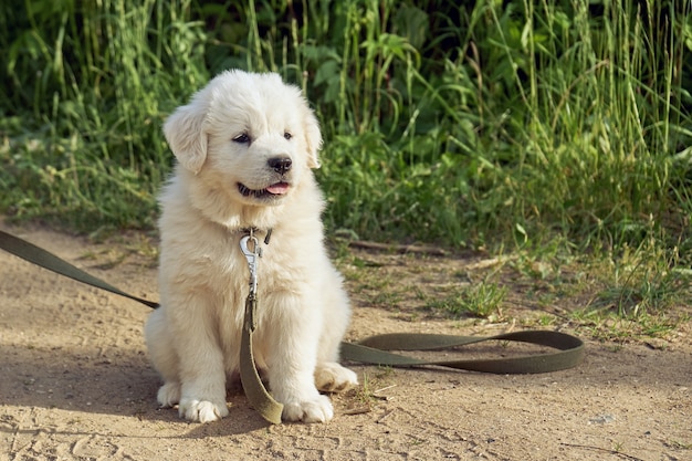 긴 가죽 끈이 야외에서 바닥에 앉아있는 pyrenean 산 개 강아지