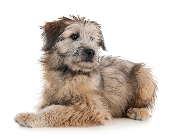 puppy pyrenean shepherd