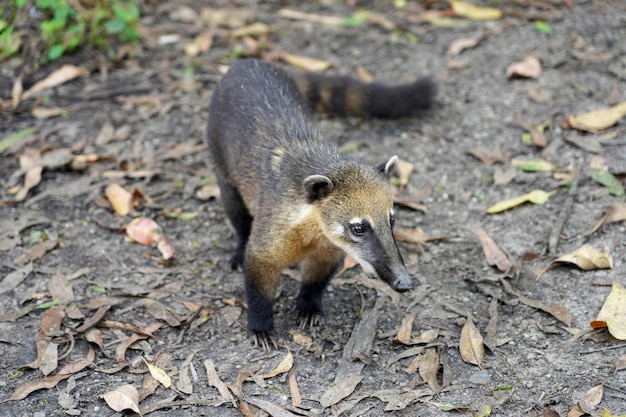 Puppy of quati also known as South American coati in Brazilian ecological park