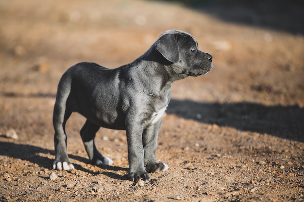 Foto puppy ras italiaanse cane corso. natuur achtergrond