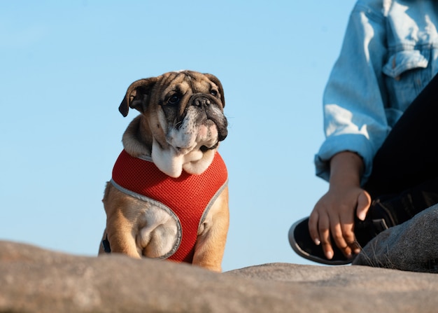 Puppy of Red English Bulldog in red harness out for a walk standing on the stone against blue sky