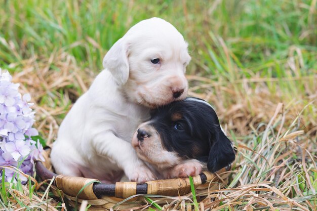 写真 畑でリラックスしている子犬