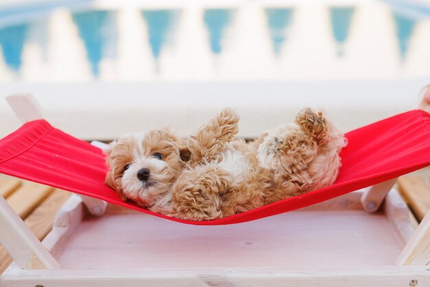 Puppy resting on a hammock Beloved pet in the natural atmosphere of a beautiful home