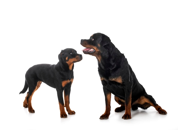 puppy rottweiler and adult in front of white background