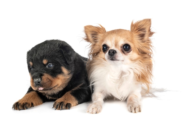 Puppy rottweiler and chihuahua