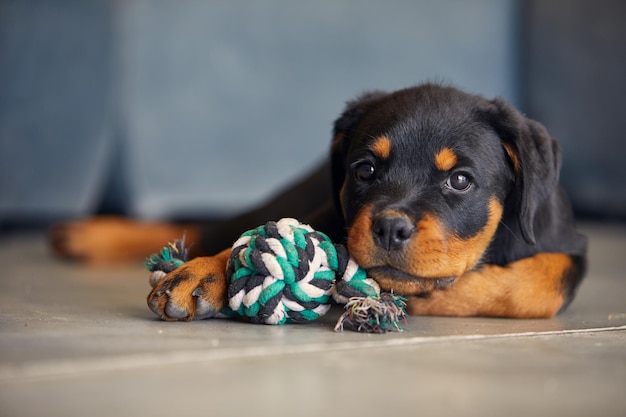 Foto cucciolo di cane rottweiler sdraiato con il giocattolo