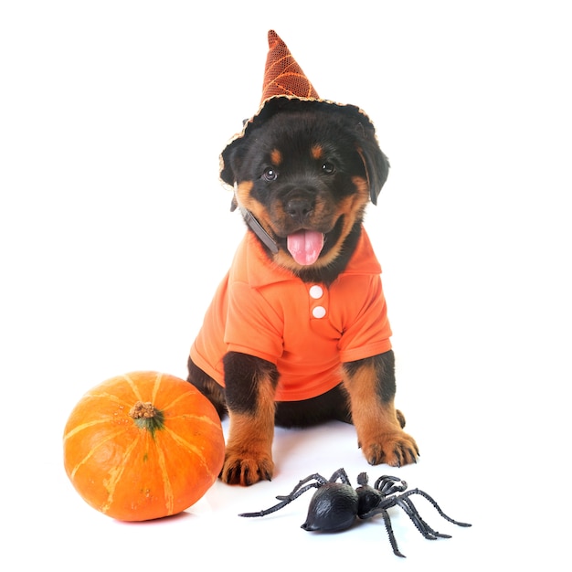 puppy rottweiler en halloween