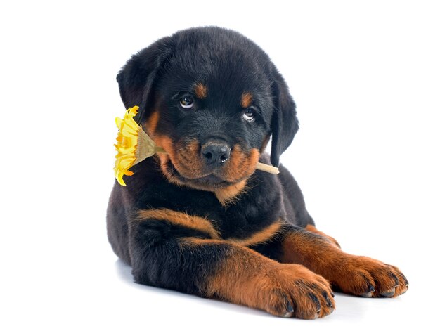 Cucciolo di rottweiler e fiore