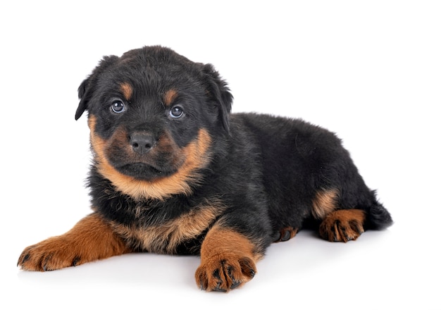 白い背景の前で子犬ロットワイラー