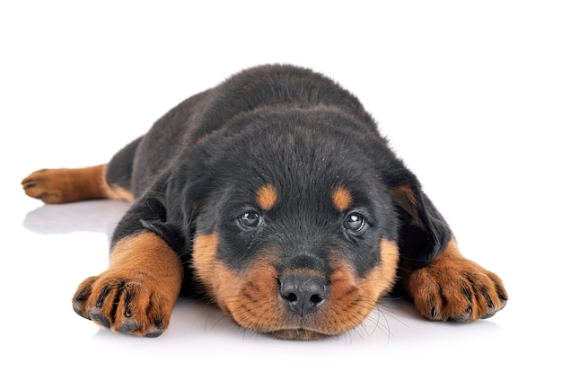 白い背景の前でロットワイラーの子犬
