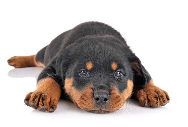 Puppy rottweiler in front of white background