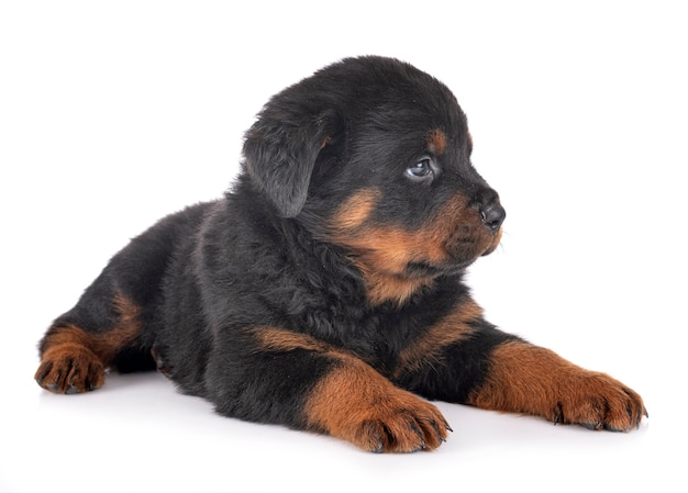 Puppy rottweiler in front of white background