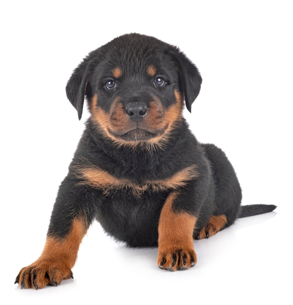 Rottweiler cucciolo davanti a sfondo bianco