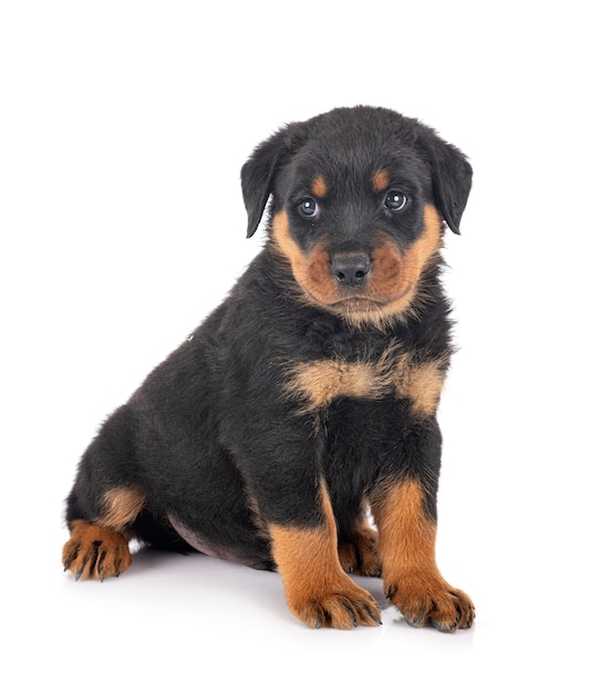 Rottweiler cucciolo davanti a sfondo bianco