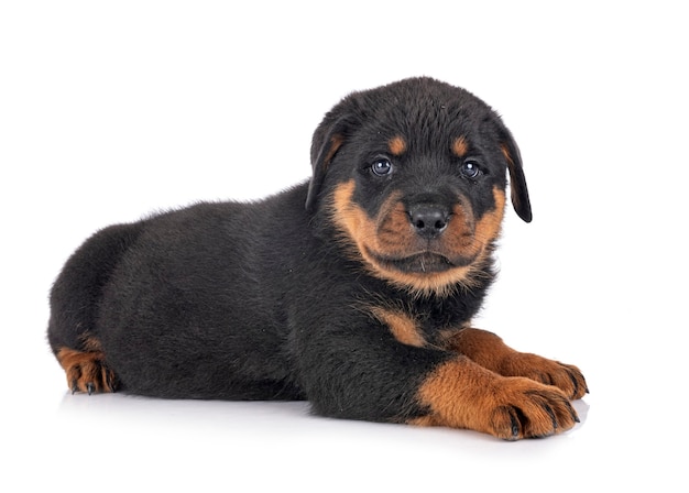 白い背景の前で子犬ロットワイラー