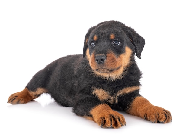 白い背景の前で子犬ロットワイラー