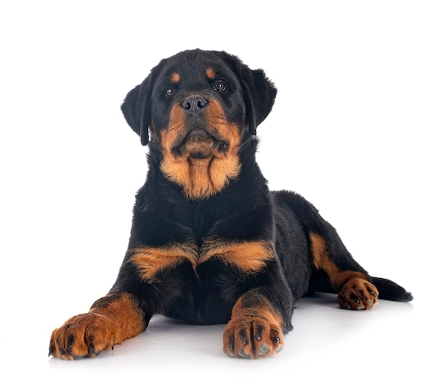 Puppy rottweiler in front of white background