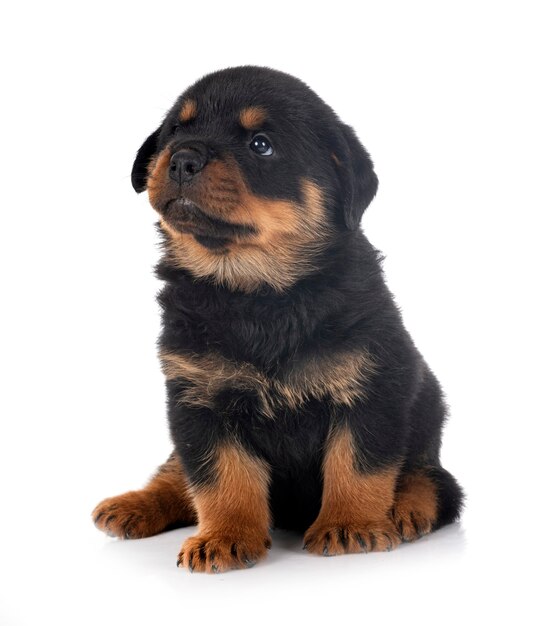 Cucciolo di rottweiler davanti a sfondo bianco