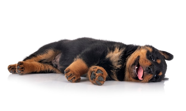 Puppy rottweiler in front of white background