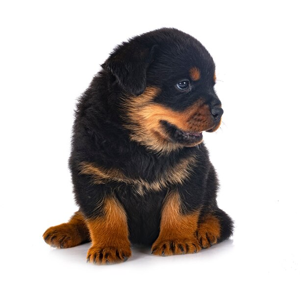 Puppy rottweiler in front of white background