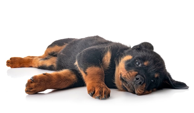 Puppy rottweiler in front of white background